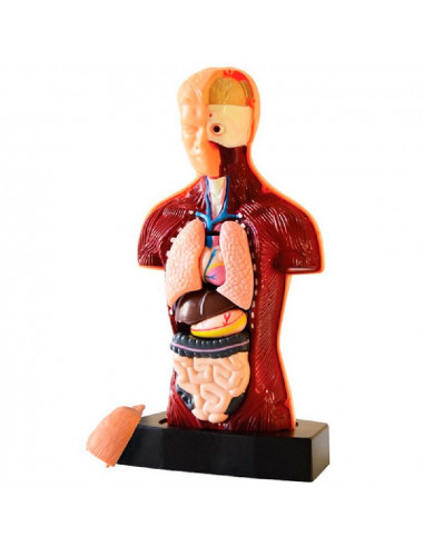 EL CUERPO HUMANO