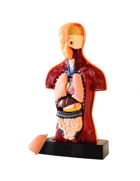 EL CUERPO HUMANO