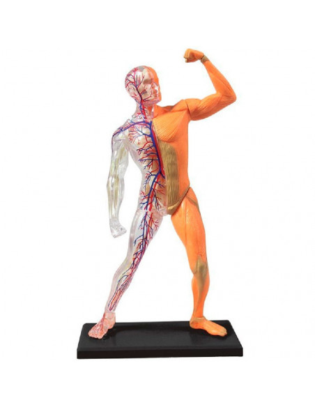 EL CUERPO HUMANO