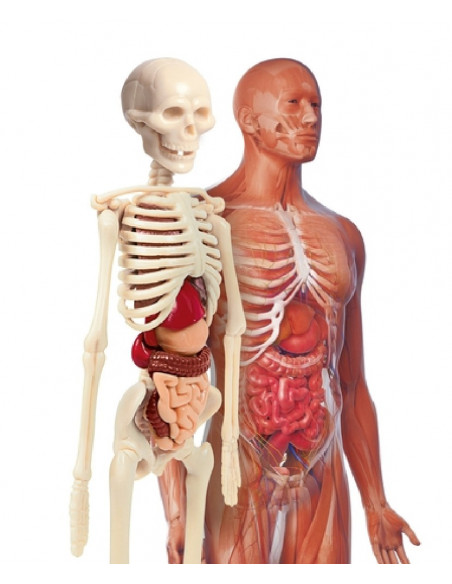LABORATORIO DE ANATOMIA